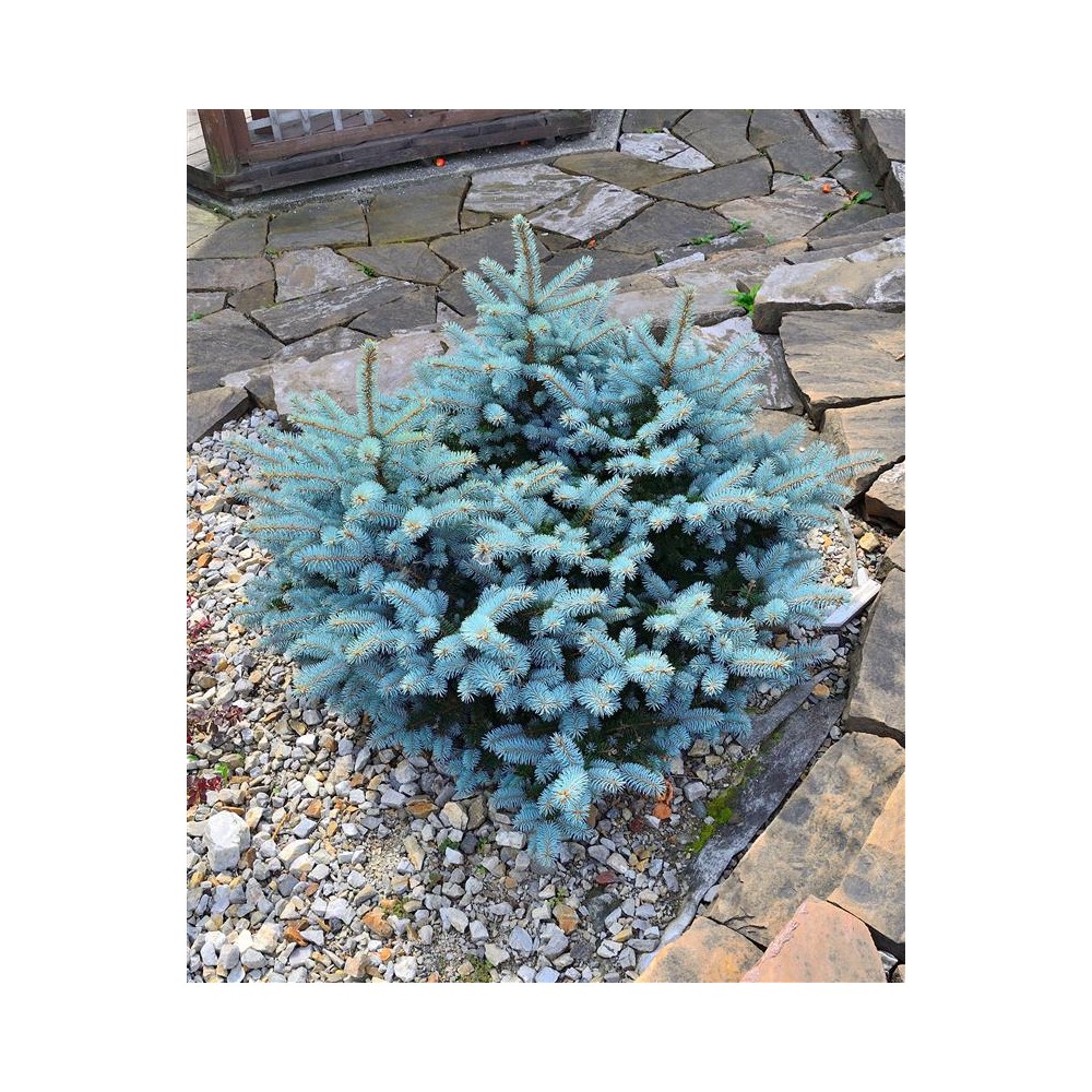 PICEA Pungens Glauca Globosa