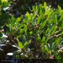 ARBUTUS unedo Atlantic