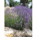 LAVANDULA angustifolia Munstead