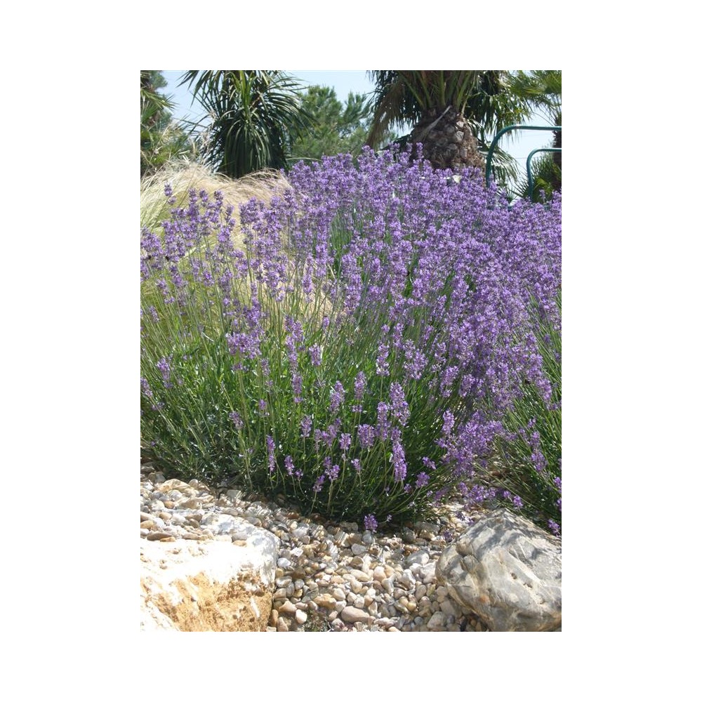 LAVANDULA angustifolia Munstead