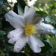 CAMELLIA sasanqua