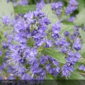 CARYOPTERIS x clandonensis Grand Bleu®