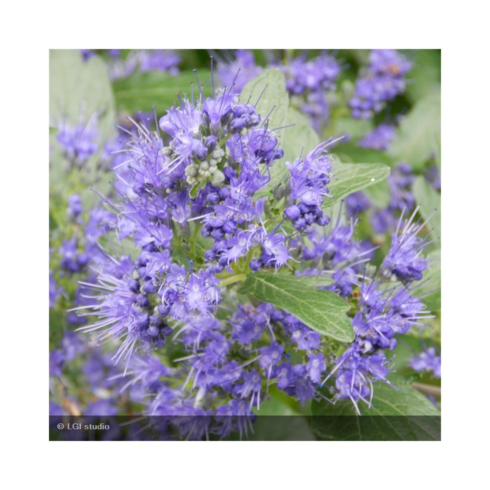 CARYOPTERIS x clandonensis Grand Bleu®