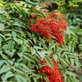 NANDINA domestica