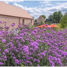 VERBENA bonariensis Lollipop