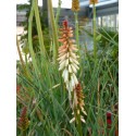 KNIPHOFIA Redhot Popsicle