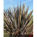 PHORMIUM tenax Purpureum