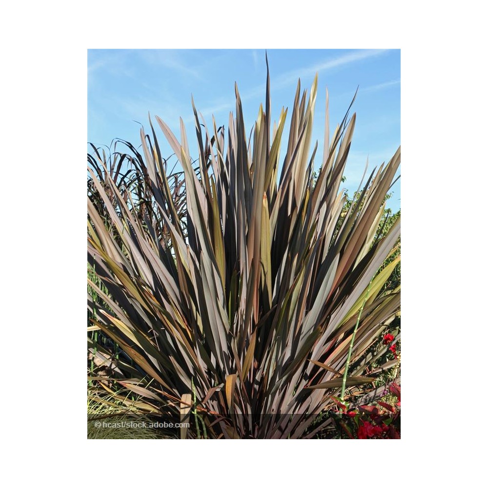 PHORMIUM tenax Purpureum