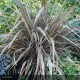 PHORMIUM tenax Purpureum