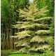 CORNUS controversa Variegata