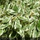 CORNUS controversa Variegata