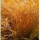 CAREX testacea Prairie Fire