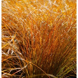 CAREX testacea Prairie Fire