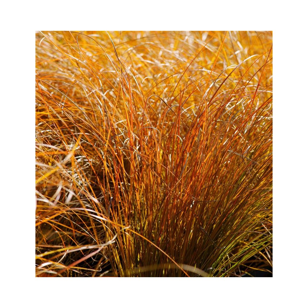 CAREX testacea Prairie Fire