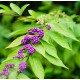 CALLICARPA bodieneri Profusion