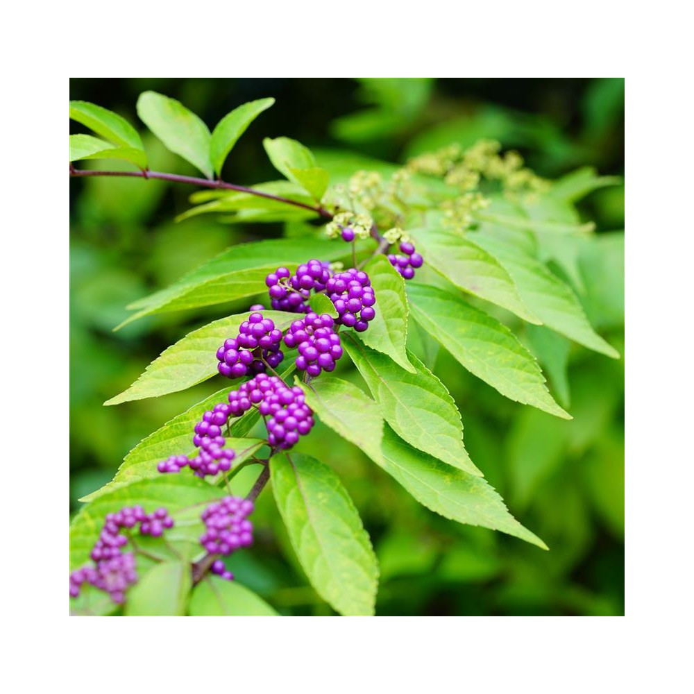 CALLICARPA bodieneri Profusion