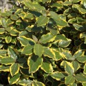 ELAEAGNUS x ebbingei Viveleg