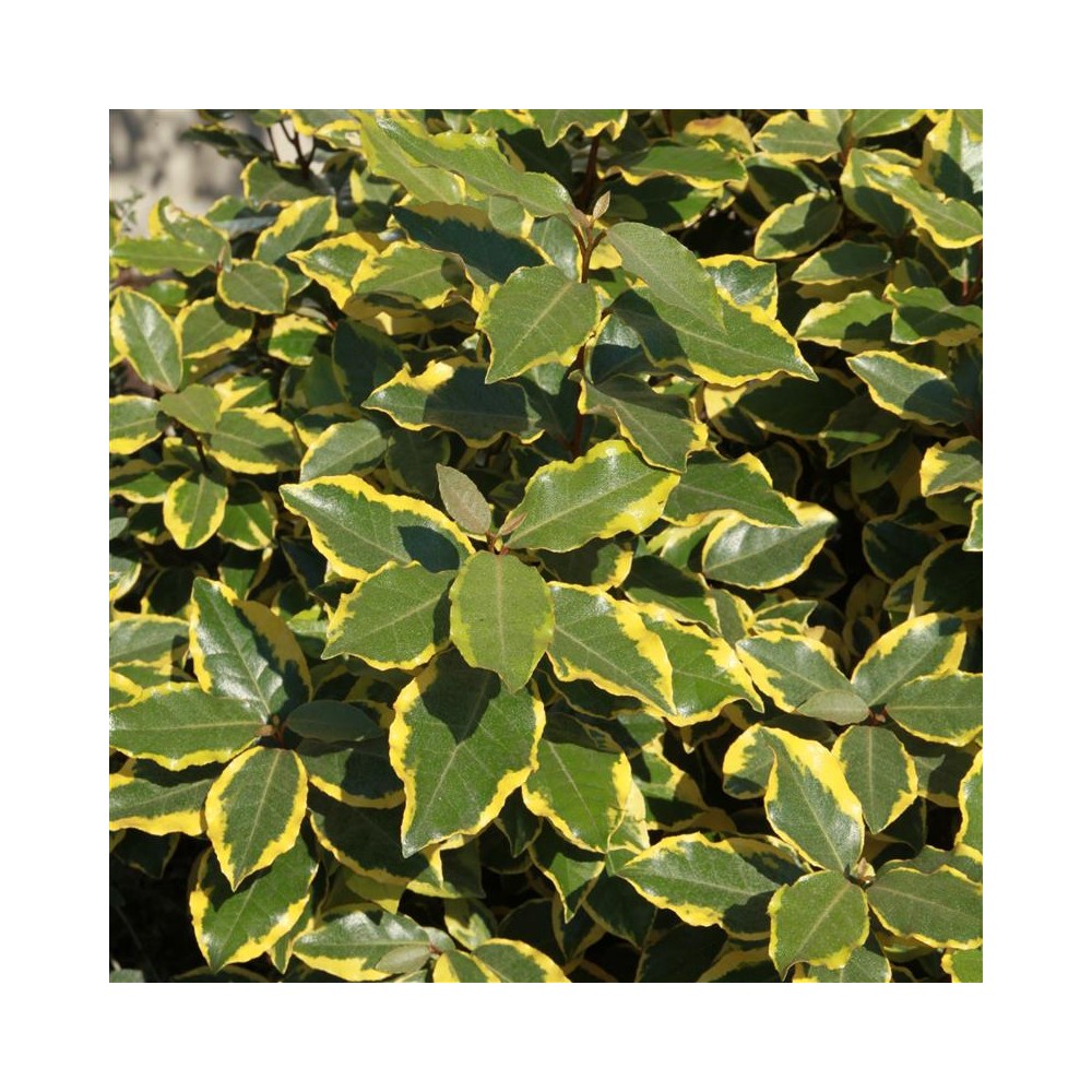 ELAEAGNUS x ebbingei Viveleg