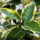 ELAEAGNUS x ebbingei Viveleg