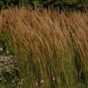 CALAMAGROSTIS acutifolia Karl Foester