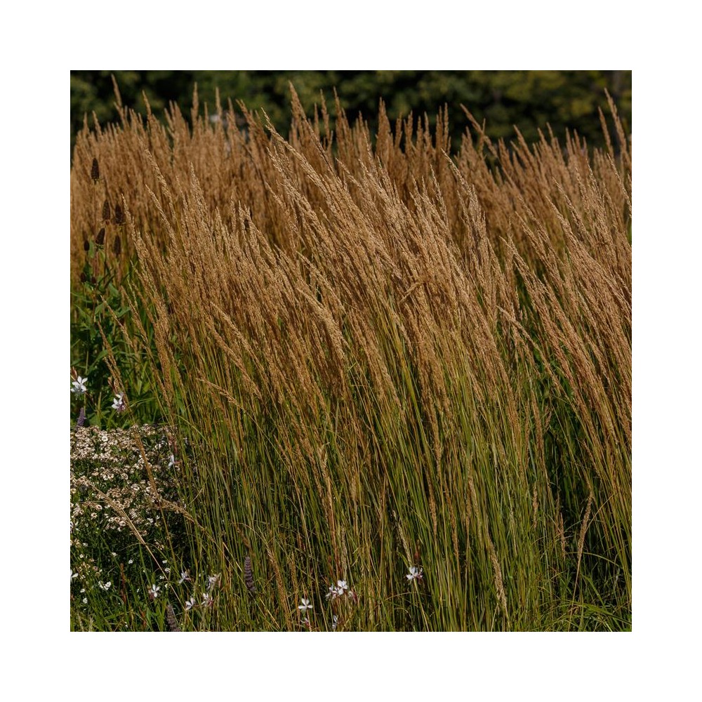 CALAMAGROSTIS acutifolia Karl Foester