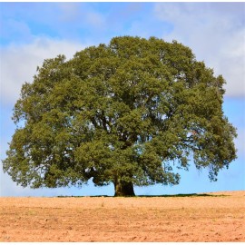 QUERCUS ilex