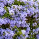 PLUMBAGO capensis