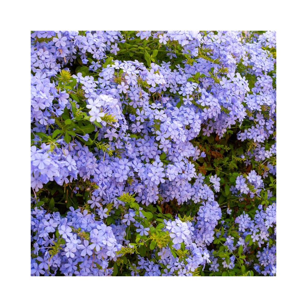 PLUMBAGO capensis