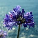 AGAPANTHUS x Timaru