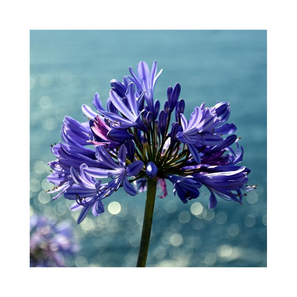 AGAPANTHUS x Timaru