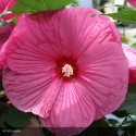 HIBISCUS moscheutos