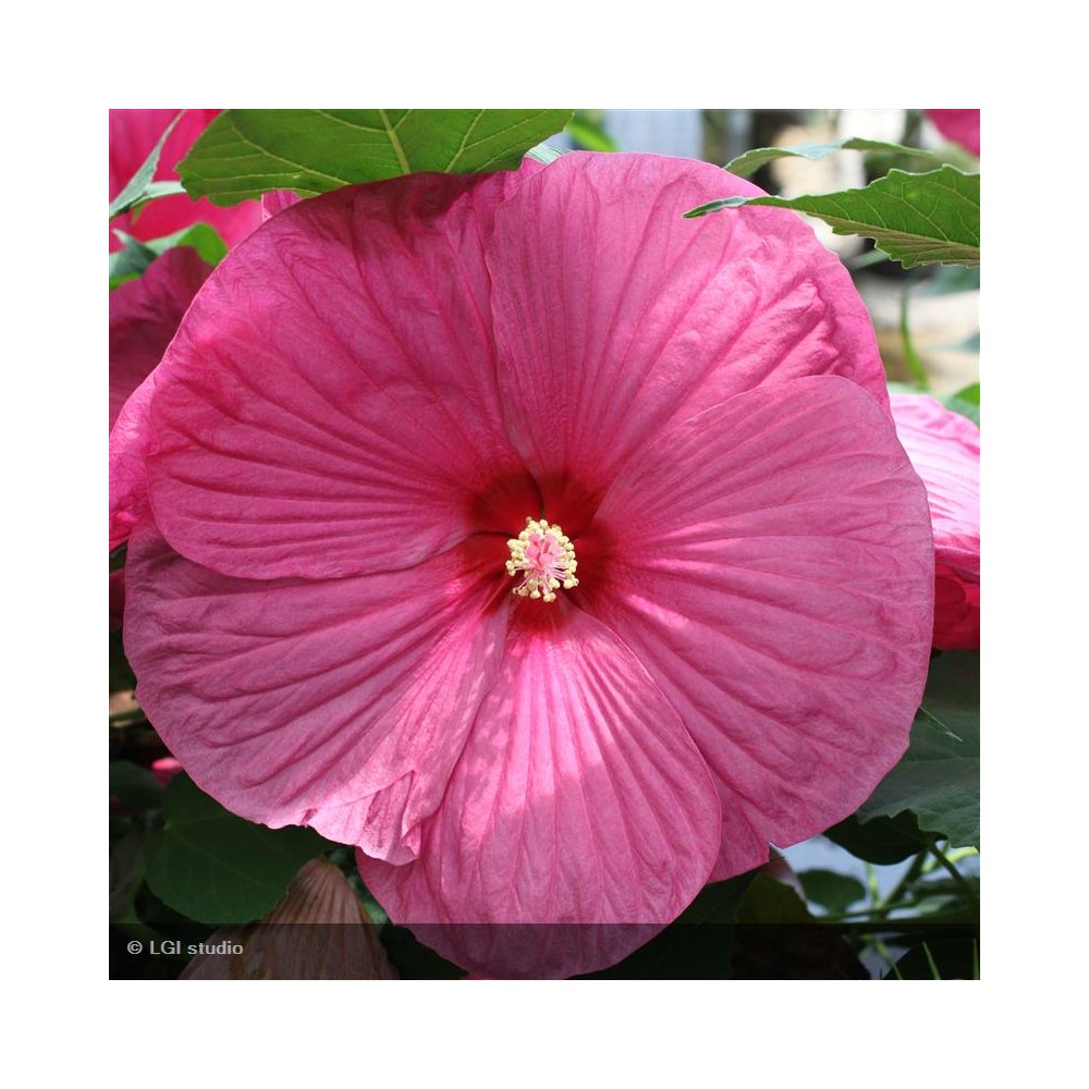 HIBISCUS moscheutos