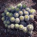 MAMMILLARIA compressa