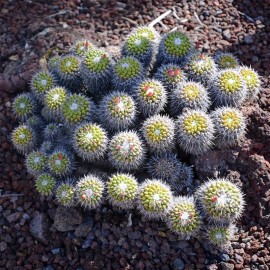 MAMMILLARIA compressa