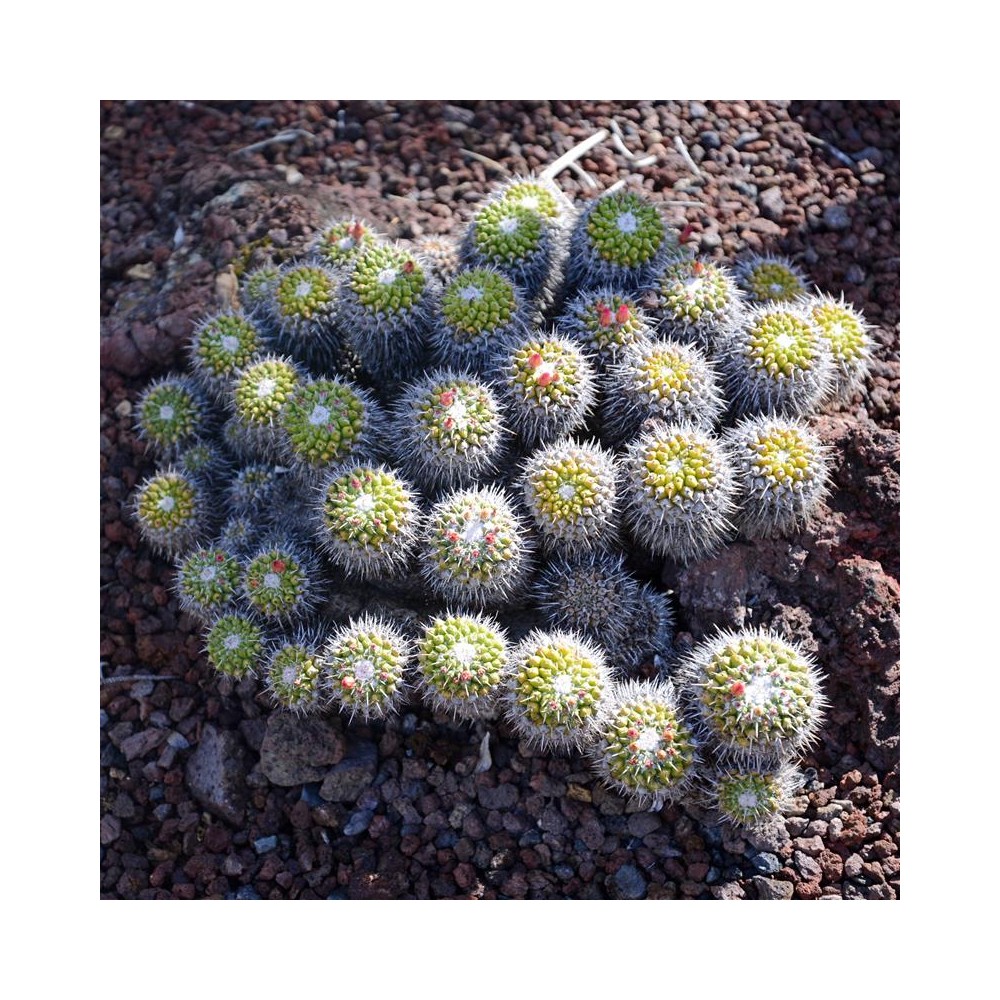 MAMMILLARIA compressa