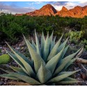 AGAVE havardiana