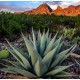 AGAVE havardiana