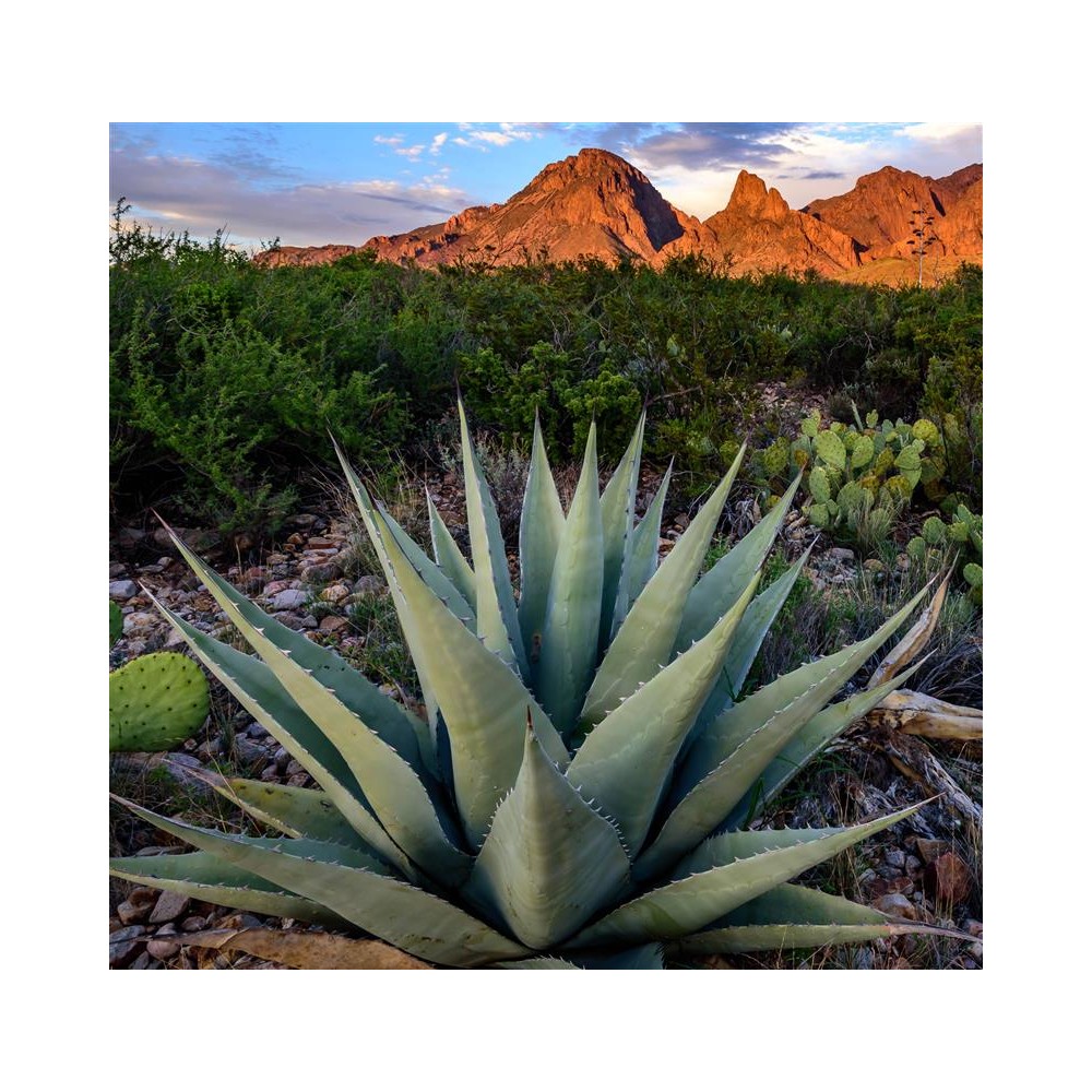 AGAVE havardiana