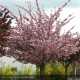 PRUNUS serrulata Kanzan