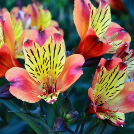 ALSTROEMERIA Indian Summer