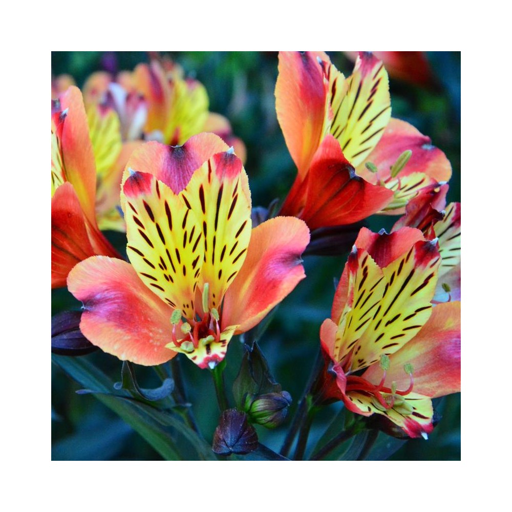 ALSTROEMERIA Indian Summer