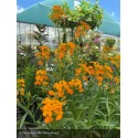 ERYSIMUM Sunstrong Orange