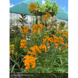 ERYSIMUM Sunstrong Orange