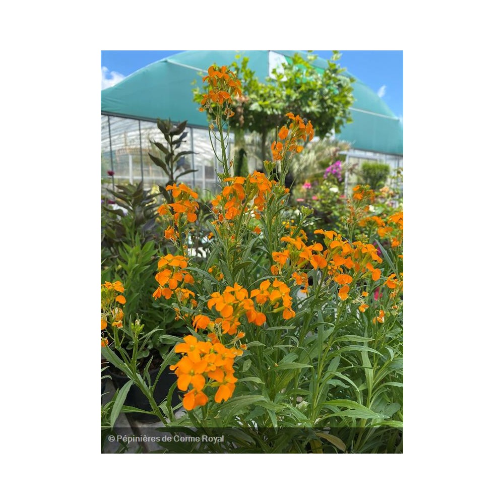 ERYSIMUM Sunstrong Orange