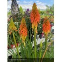 KNIPHOFIA Papaya Popsicle