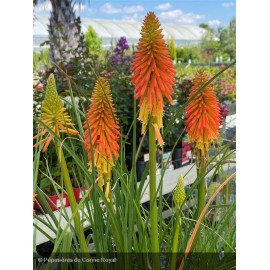 KNIPHOFIA Papaya Popsicle