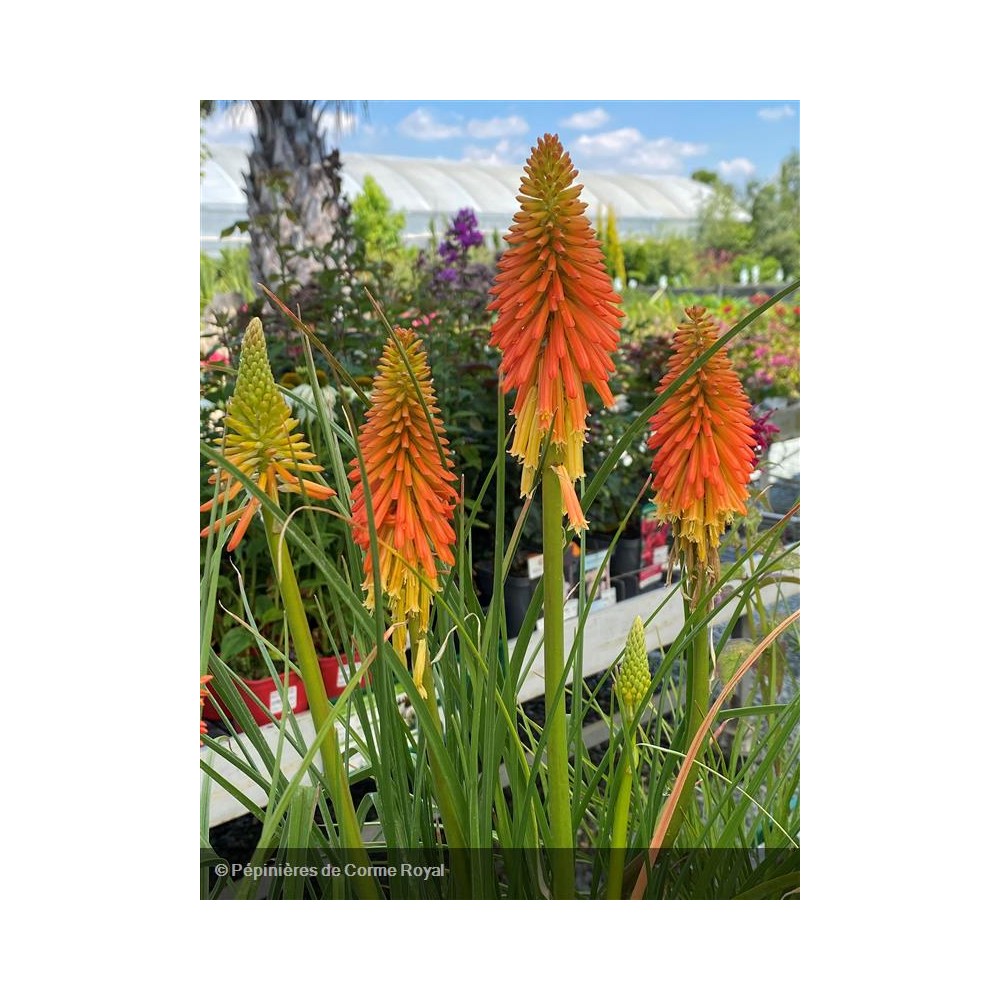 KNIPHOFIA Papaya Popsicle