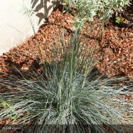 FESTUCA glauca Intense blue