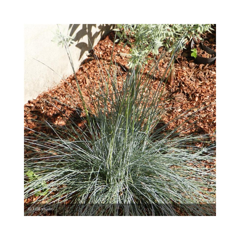 FESTUCA glauca Intense blue