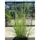 MISCANTHUS sinensis Kleine Fontane